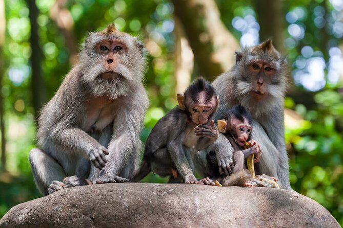 Best of Ubud 1-Day Private Tour - Tour Start Time and Pickup/Drop-off Locations