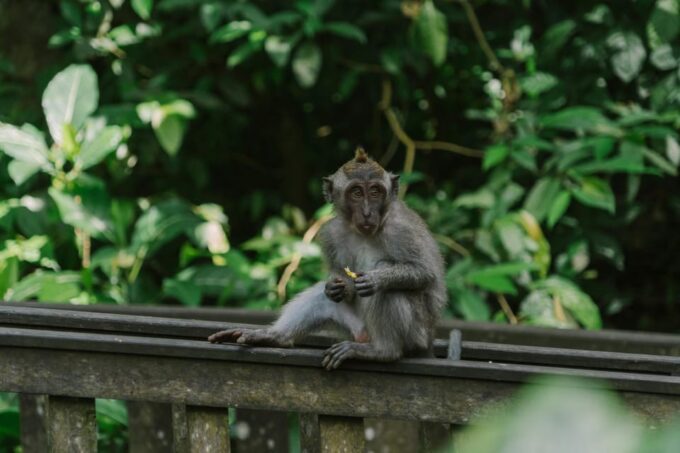 Best of Ubud Hightlights Tours-All Inclusive... - Recommended Items