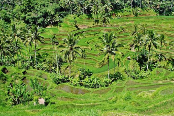 Best of Ubud Hightlights Tours-All Inclusive... - Frequently Asked Questions