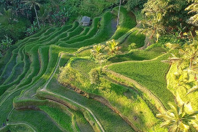 Best of Ubud: Rice Terrace, Temple and Waterfall Private Tour - Inclusion and Exclusion