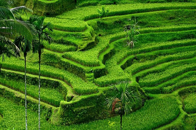 Best of Ubud Tour : Private Ubud Traditional Tours - Tour Highlights