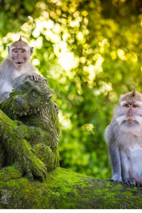 Best of Ubud Tour With Jungle Swing - Frequently Asked Questions