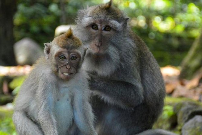 Best of Ubud Tour With Jungle Swing - Tour Overview