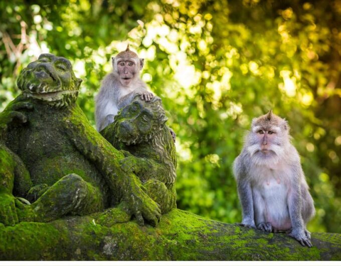 Best of Ubud Tour With Kecak & Fire Dance Show - Pickup and Drop-off Locations