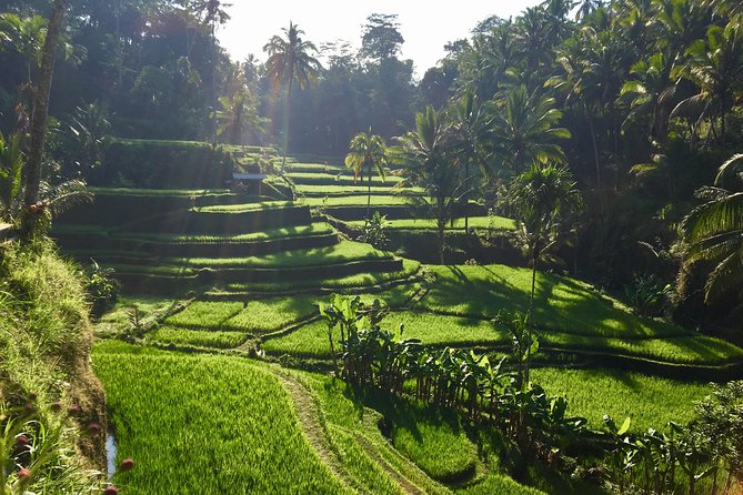 Best of Ubud Waterfalls, Tegalalang Rice Terrace and Swing Tour - Private Air-Conditioned Transportation