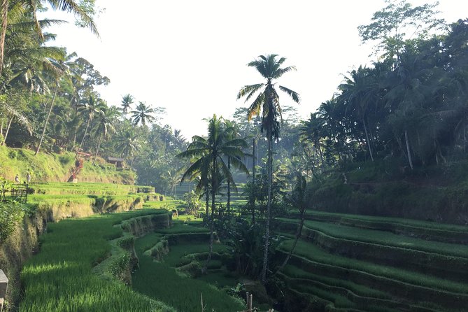 Best of Ubud Waterfalls, Tegalalang Rice Terrace and Swing Tour - Entrance Tickets and Guide Included