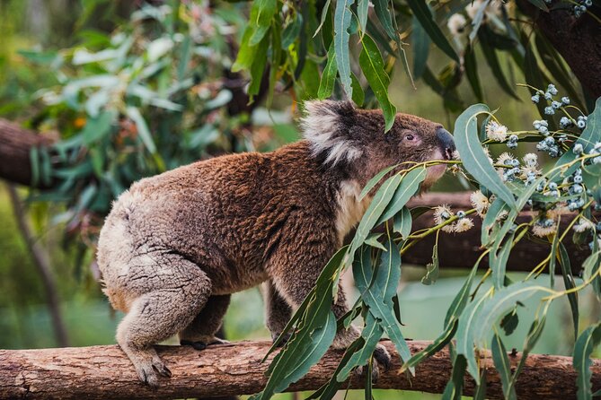 Best of Wildlife and Birds Tour - Wildlife Encounters