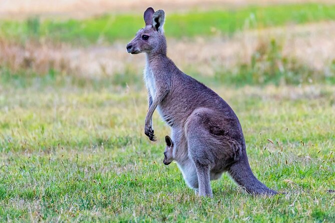 Best of Wildlife and Birds Tour - Educational Value