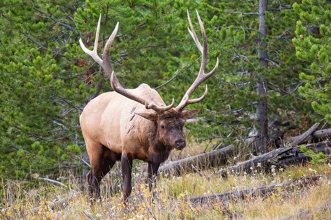Best Of Yellowstone Full Day Natl Park Tour From Bozeman - Traveler Reviews