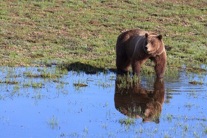 Best Of Yellowstone Full Day Natl Park Tour From Gardiner - Positive Customer Experiences