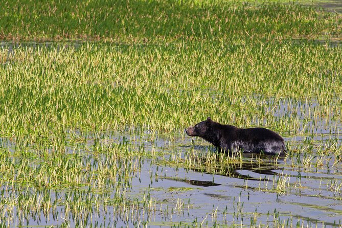 Best of Yellowstone Guided Tour From Bozeman - Private Tour - Confirmation and Availability