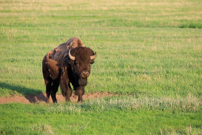 Best of Yellowstone Guided Tour From Bozeman - Private Tour - Tour Schedule