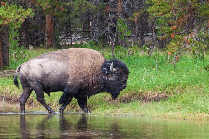 Best of Yellowstone Natl Park Tour From Paradise Valley - Naturalist Guide Expertise