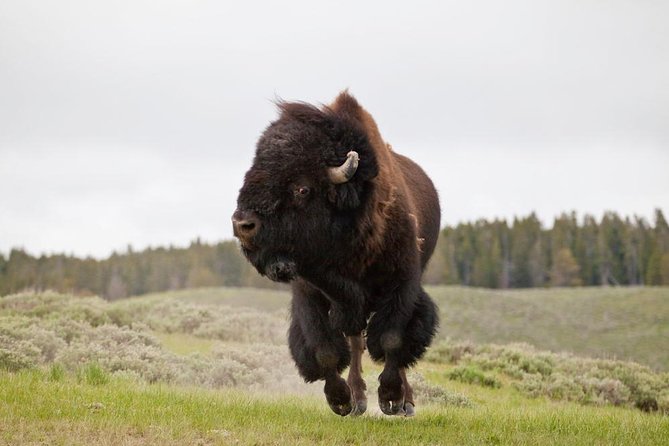 Best of Yellowstone Private National Park Safari Tour - Geological Marvels