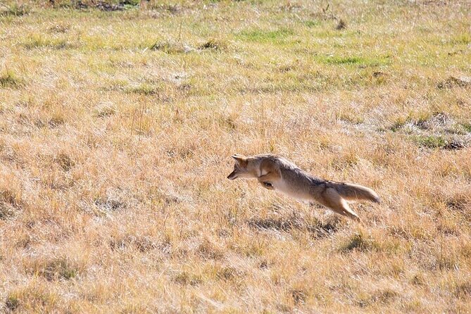Best of Yellowstone Tour From Paradise Valley - Private Tour - Booking and Cancellation