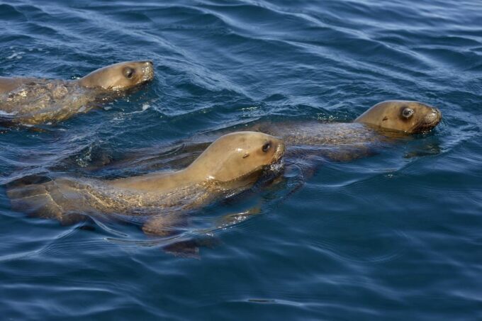 Best Peninsula Valdes With Whales Watching - Whale Watching Encounters