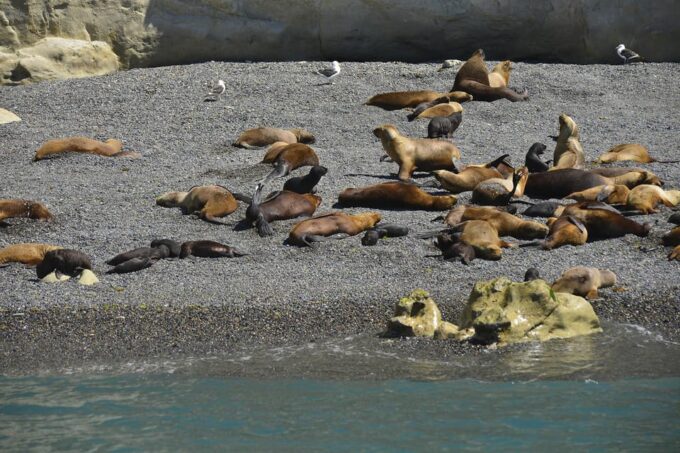 Best Peninsula Valdes With Whales Watching - UNESCO World Heritage Site
