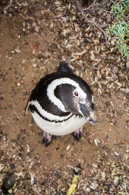 Best Peninsula Valdes With Whales Watching - Key Points