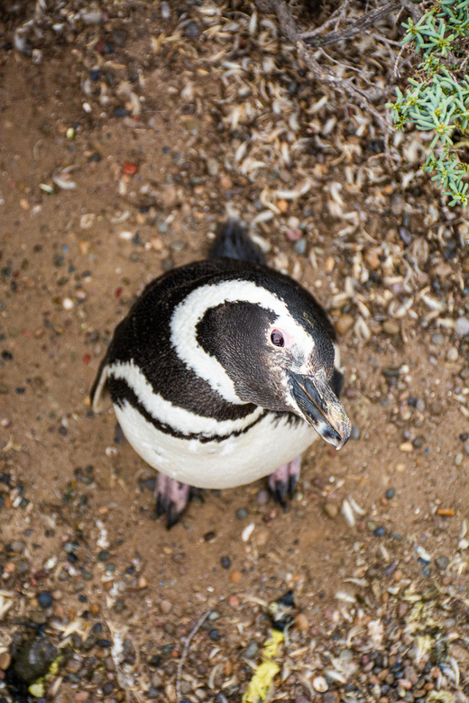 Best Peninsula Valdes With Whales Watching - Itinerary and Highlights