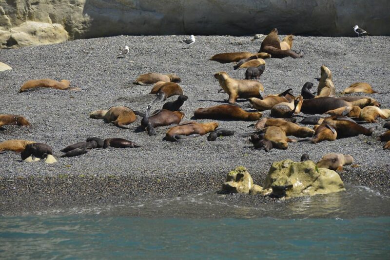 Best Peninsula Valdes With Whales Watching - Included Services