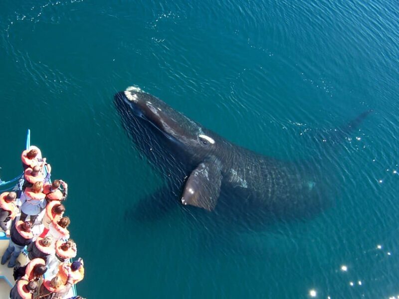 Best Peninsula Valdes With Whales Watching - Recommendations and What to Bring