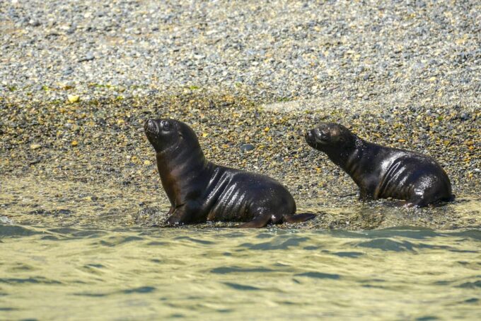 Best Peninsula Valdes With Whales Watching - Whale Watching Experience