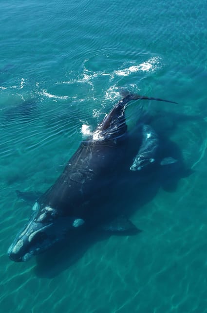 Best Peninsula Valdes With Whales Watching - Wildlife Encounters and Conservation