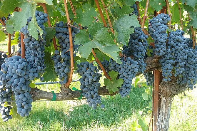 “Best Private Wine Tours of Napa Valley-Sonoma for 4 to 8 People” - Satisfied Customer Reviews