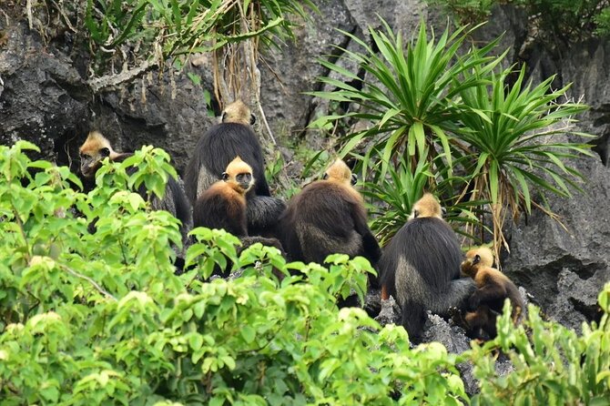 BEST SELLER 3-Day Halong Bay Cruise, Lan Ha, Cat Ba National Park - Itinerary Flexibility and Group Size