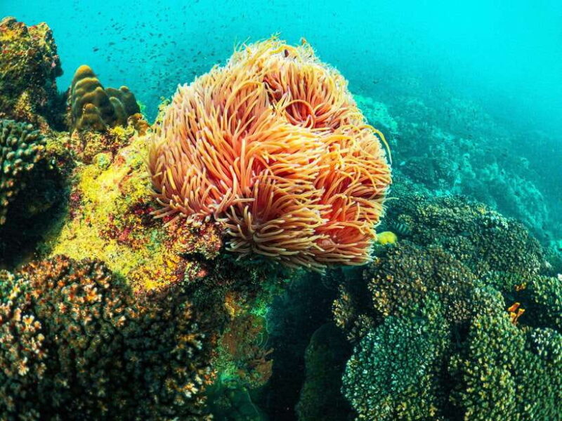 Best Seller Phu Quoc Snorkeling Three Islands by Boat Tour - Inclusions