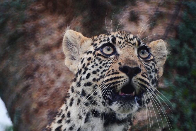 Best-Selling Tanzania Trips: 5 Days Tour Package - Accessibility and Participation
