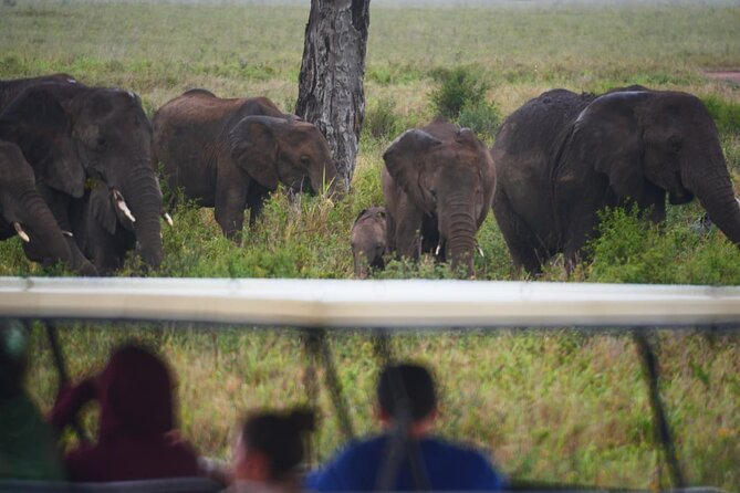 Best-Selling Tanzania Trips: 5 Days Tour Package - Reviews and Ratings