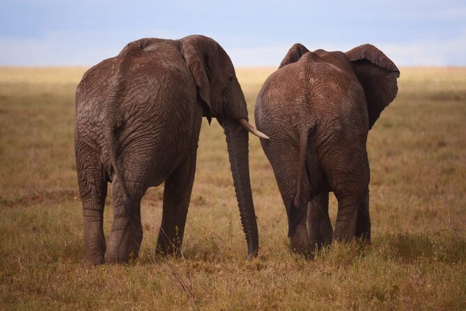 Best-Selling Tanzania Trips: 5 Days Tour Package - Accommodations and Meals