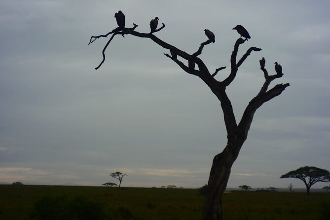 Best-Selling Tanzania Trips: 5 Days Tour Package - Booking and Prices