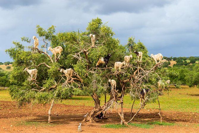Best Shared Day Trip to Essaouira From Marrakech - Scenic Drive to Essaouira
