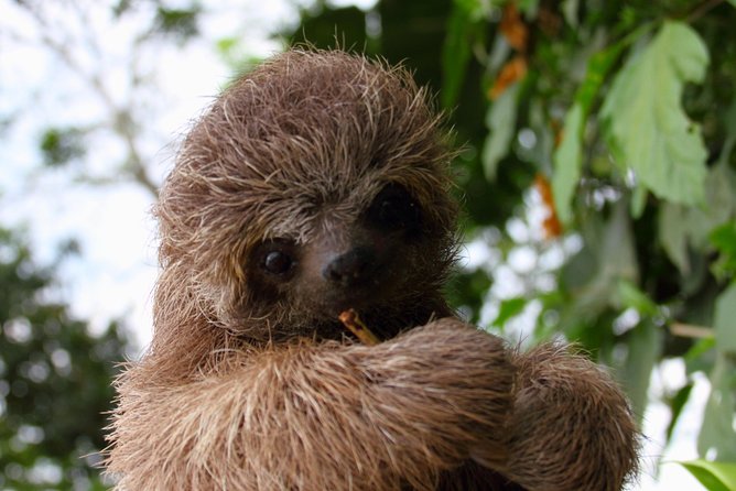 Best Sloths and Rainforest Arenal Guided Tour - Key Points
