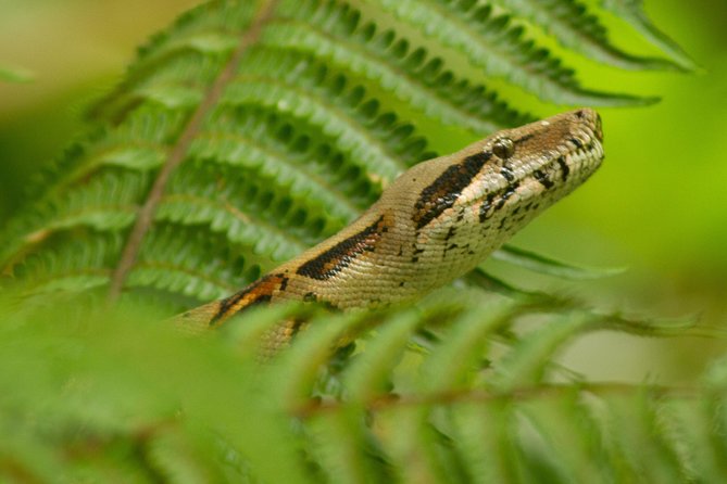 Best Sloths and Rainforest Arenal Guided Tour - Tour Details
