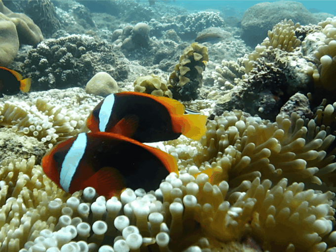 Best Snorkeling in Bali With Optional Activities & Tour - Optional Activities and Duration