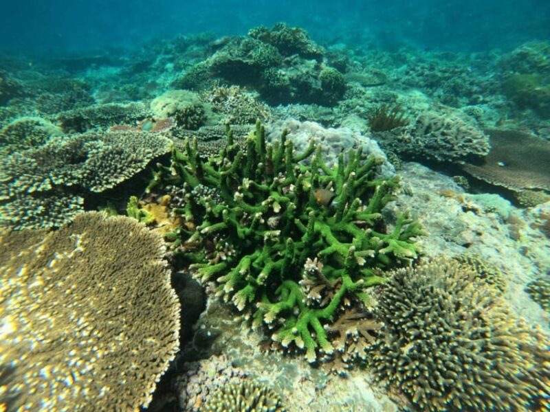 Best Snorkeling in Bali With Optional Tour & Activities - Snorkeling Equipment and Inclusions