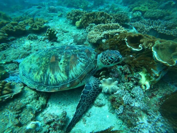 Best Snorkeling in Bali With Optional Tour & Activities - Meeting Point and Location