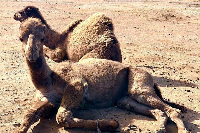 Best Tangier Day Trip From Tarifa, Spain - Key Attractions