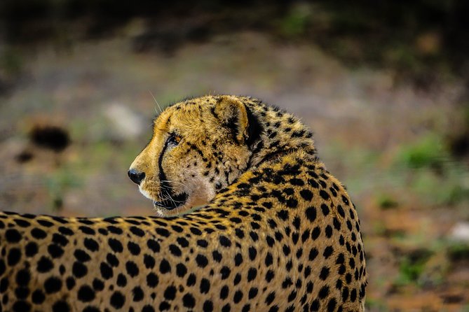 Best Tanzania Safari | 5 Days Tanzania Affordable Migration Safari - Accommodation Options