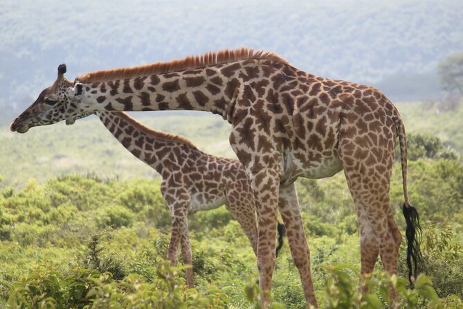 Best Tanzania Safari | 5 Days Tanzania Affordable Migration Safari - Pickup Locations