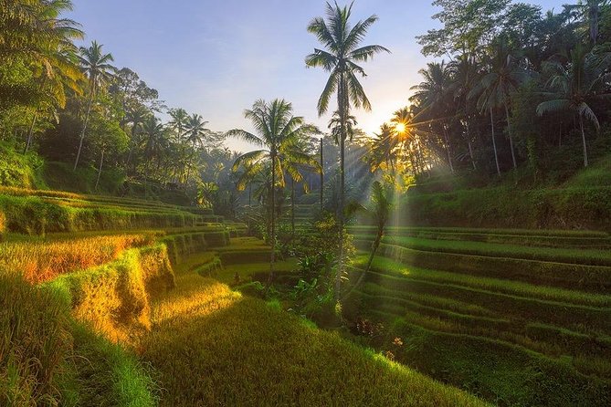 Best Ubud Tour With Jungle Swing And Lunch - Jungle Swing