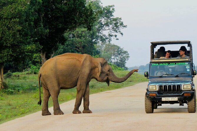Best Value Yala Safari: Spot Leopards, Elephants & Bears (Shared) - The Itinerary and What Makes It Special
