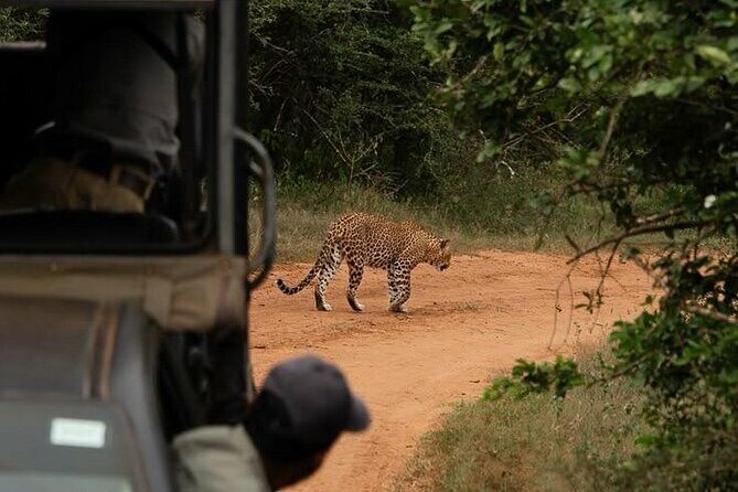 Best Value Yala Safari: Spot Leopards, Elephants & Bears (Shared) - The Practicalities
