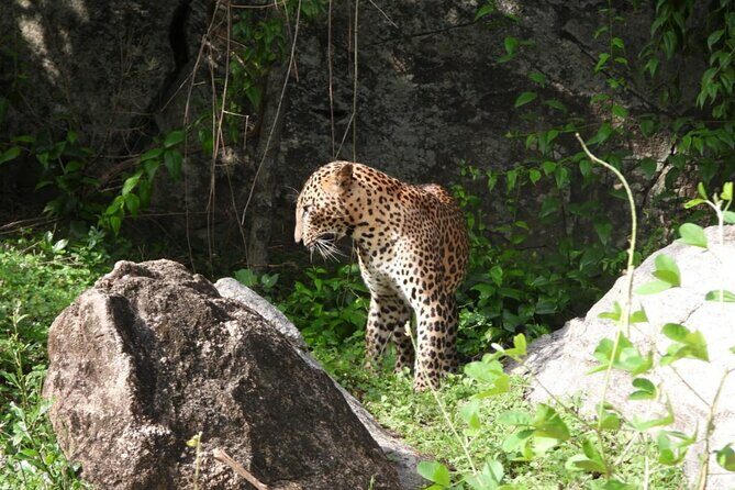 Best Value Yala Safari: Spot Leopards, Elephants & Bears (Shared) - Final Thoughts