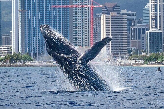 Best Waikiki Whale Watching in Honolulu: Whales Guaranteed - An In-Depth Look at Waikiki Whale Watching with Three Tiki Sailing