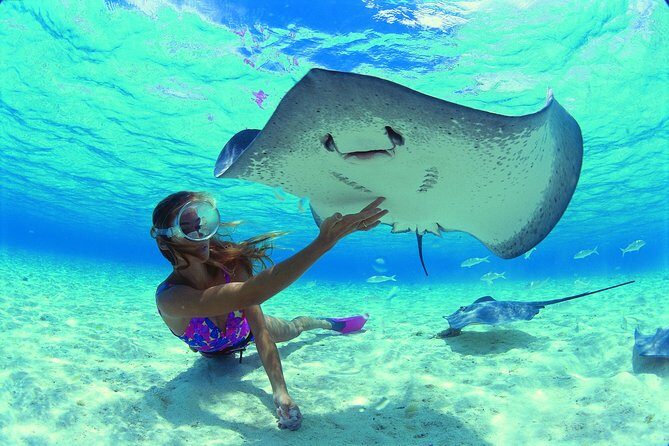 Best Way to Interact with Ocean Wildlife with Lunch. 6H - A Deep Dive into the Moorea Ocean Wildlife Tour