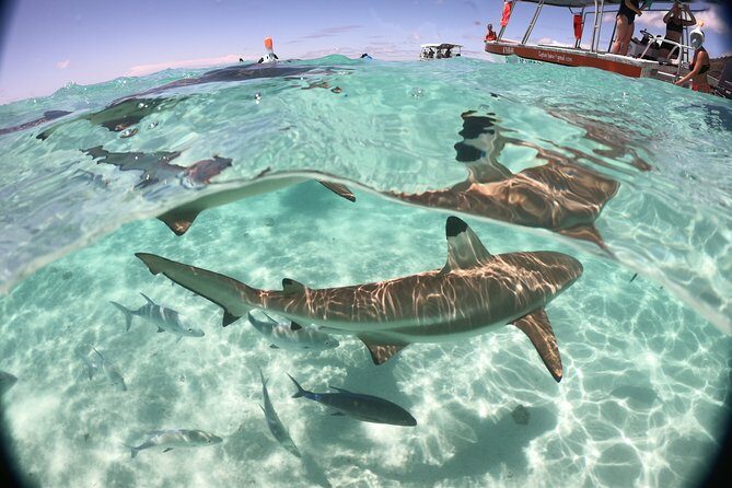 Best Way to Interact with Ocean Wildlife with Lunch. 6H - Frequently Asked Questions